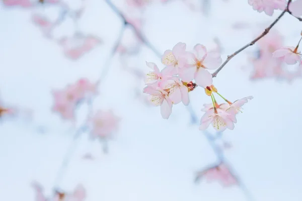 벚꽃은 봄에 핀다 — 스톡 사진