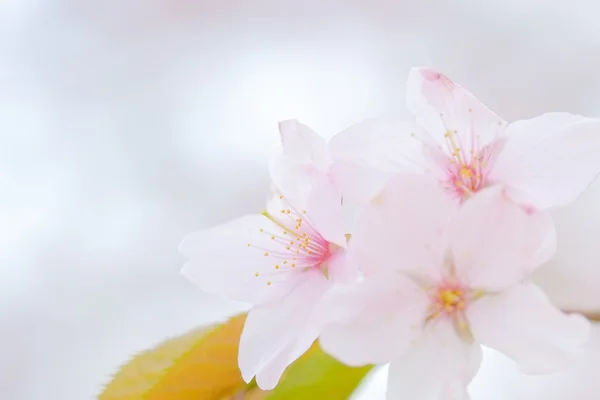 Цветение сакуры весной — стоковое фото