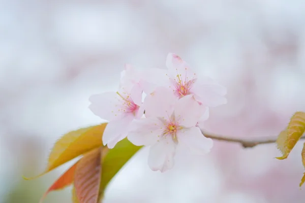 Wiosną kwiaty wiśni — Zdjęcie stockowe
