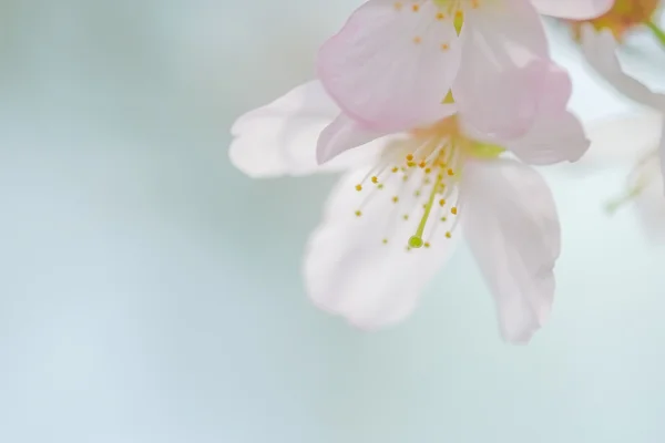 Cherry blossoms in spring — Stock Photo, Image