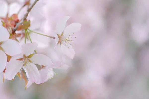 벚꽃은 봄에 핀다 — 스톡 사진