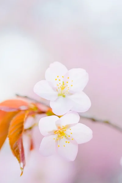 Kersenbloesems in het voorjaar — Stockfoto