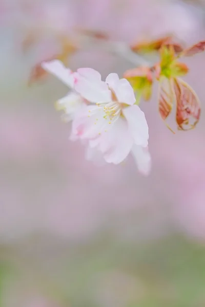 Cherry blossoms in spring — Stock Photo, Image