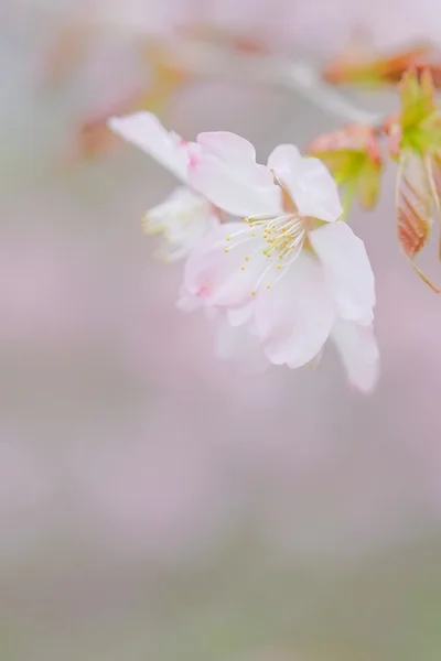 Cherry blossoms in spring — Stock Photo, Image