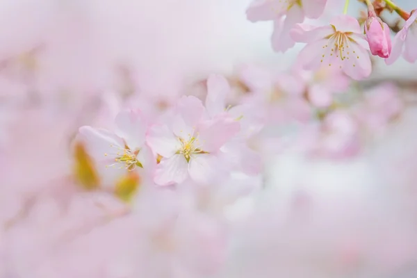 Άνθη κερασιάς την άνοιξη — Φωτογραφία Αρχείου