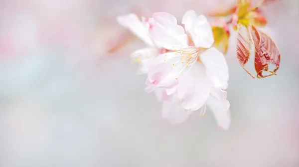 Cherry blossoms in spring — Stock Photo, Image