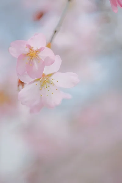 벚꽃은 봄에 핀다 — 스톡 사진