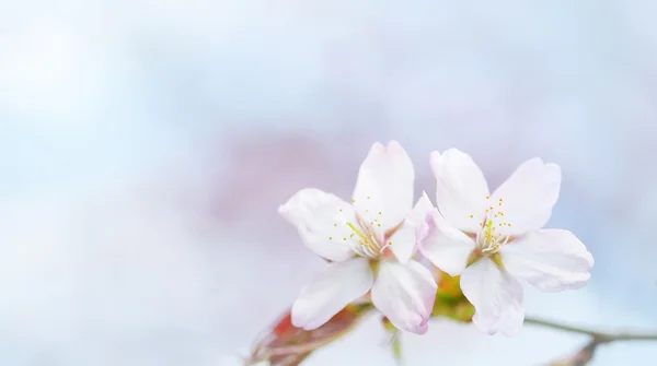 Fiori di ciliegio in primavera — Foto Stock