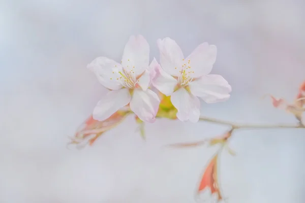벚꽃은 봄에 핀다 — 스톡 사진