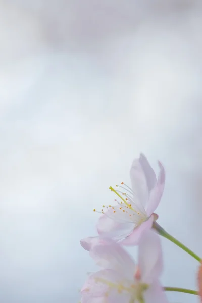 Άνθη κερασιάς την άνοιξη — Φωτογραφία Αρχείου