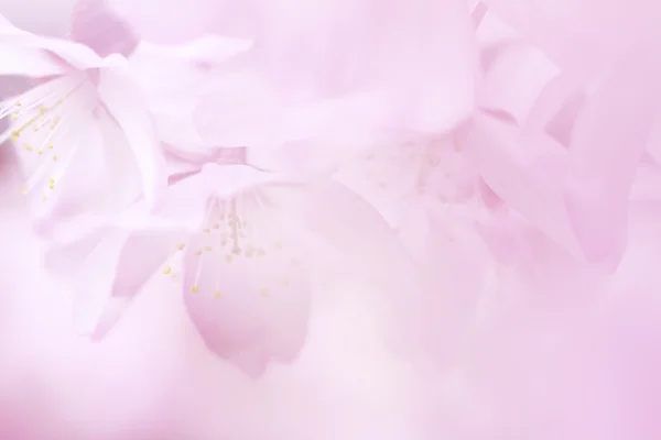 Flores de cerezo en primavera —  Fotos de Stock