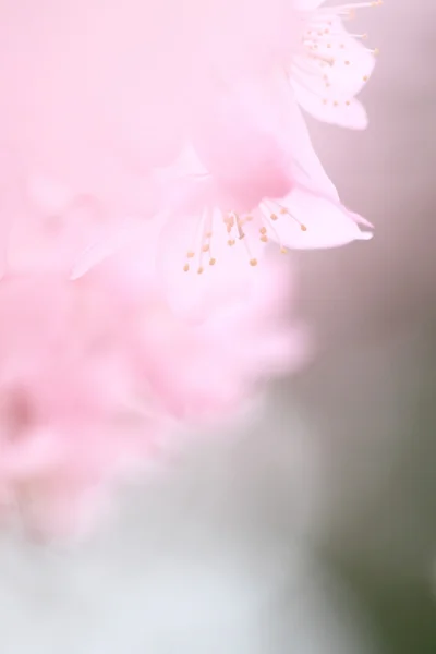 Цветение сакуры весной — стоковое фото