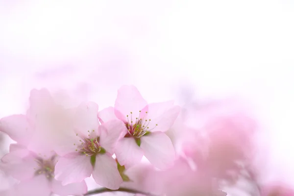 Cherry blossoms in spring — Stock Photo, Image