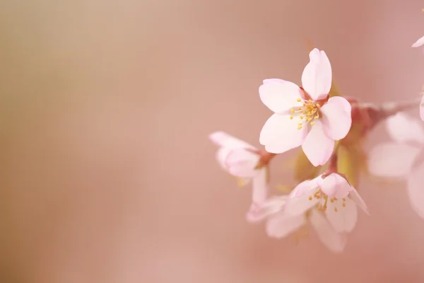 Flores de cerejeira em primavera — Fotografia de Stock