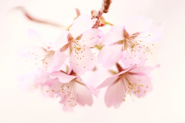 Cherry blossoms in spring — Stock Photo, Image