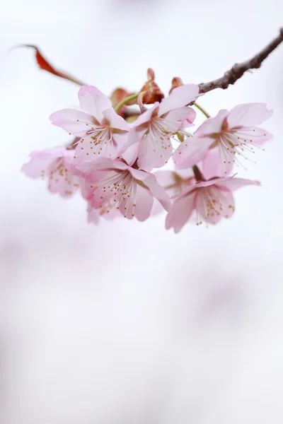 Fleurs de cerisier au printemps — Photo