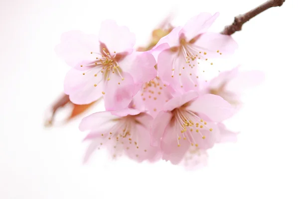 Fiori di ciliegio in primavera — Foto Stock