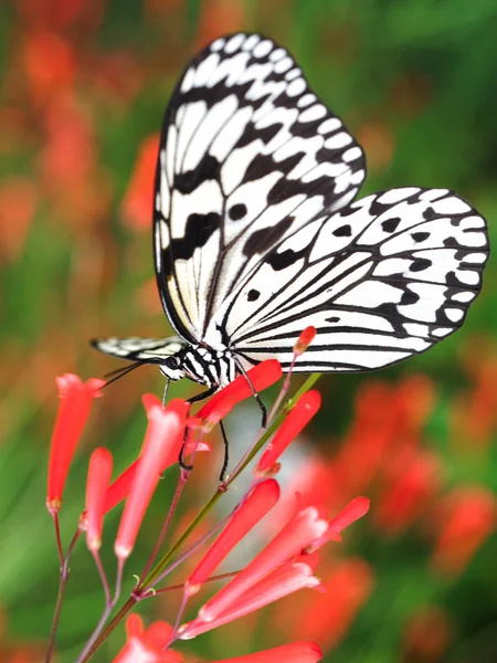 Schmetterling in ishigaki japan — Stockfoto