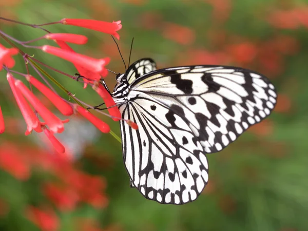 Ishigaki Japonya'da kelebek — Stok fotoğraf