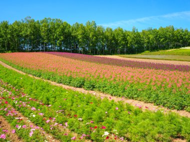 Çiçek bahçesinde hokkaido