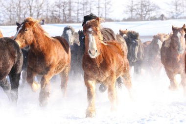 atların kışın çalışan