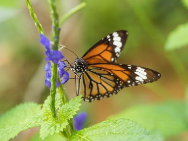 Okinawa Japonya'da kelebek