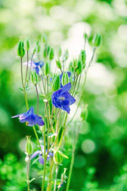 Yaz aylarında Çince bellflower