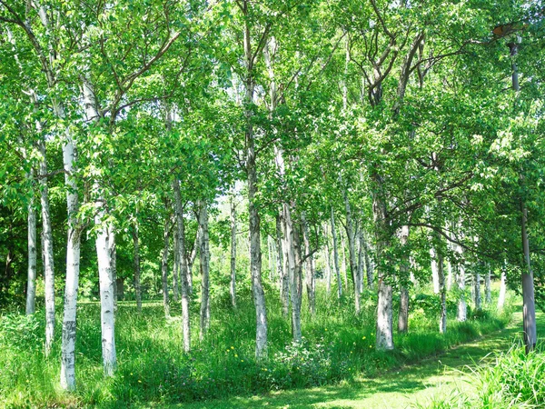 Hokkaido'da yeşil orman