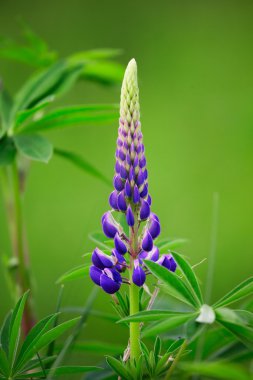 Hokkaido'da acı bakla çiçek