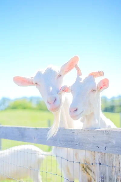 Geit in hokkaido grasland — Stockfoto