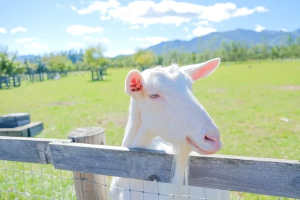 Goat in hokkaido pasture — Stock Photo, Image