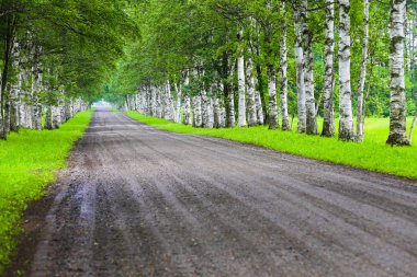 Huş ağaçlarla sokakta