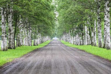Huş ağaçlarla sokakta