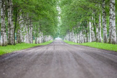 Huş ağaçlarla sokakta