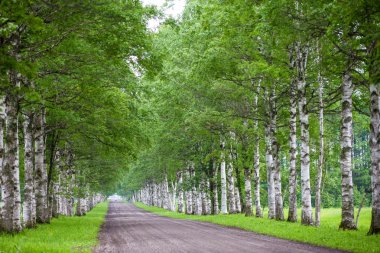 Huş ağaçlarla sokakta