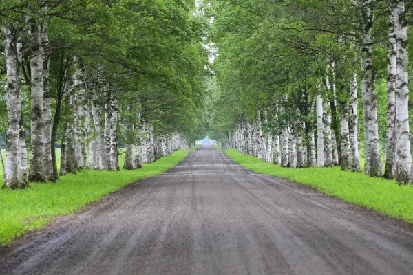 Huş ağaçlarla sokakta