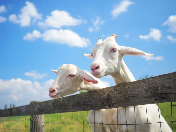 Goat in summer pasture Royalty Free Stock Images