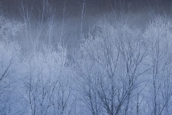 Winter landscape in japan — Stock Photo, Image