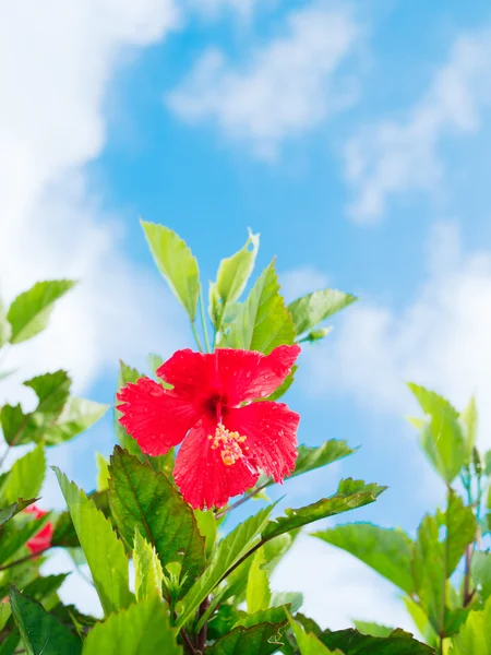Hibiscus okinawa Japonya'da