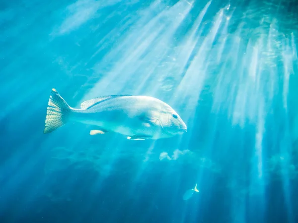 Fish in blue sea — Stock Photo, Image