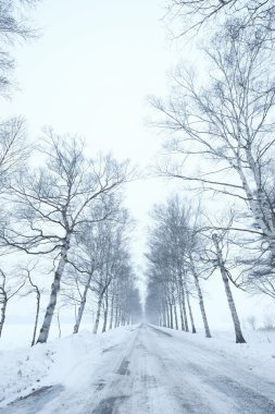 Beyaz huş ağacı ve forzen yol