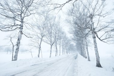 Beyaz huş ağacı ve forzen yol