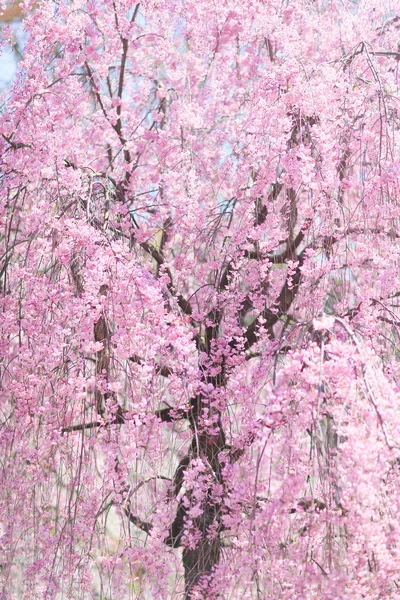 Flores de cereja em japão — Fotografia de Stock