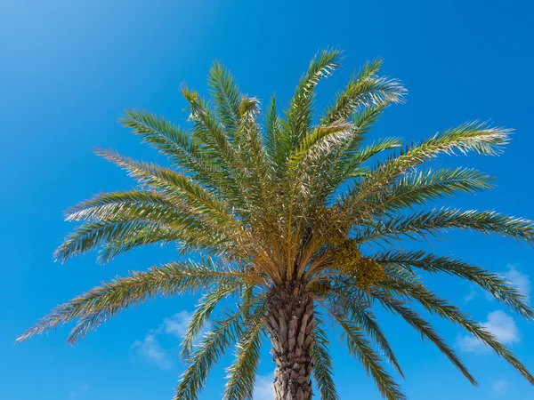 Palm tree in okinawa japan Royalty Free Stock Photos