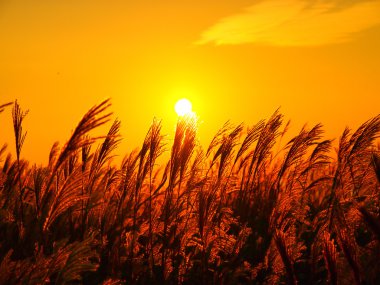 Japonya'da sonbahar manzara