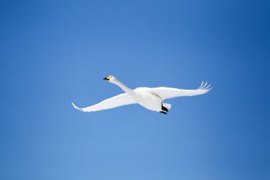 Kış hokkaido Kuğu