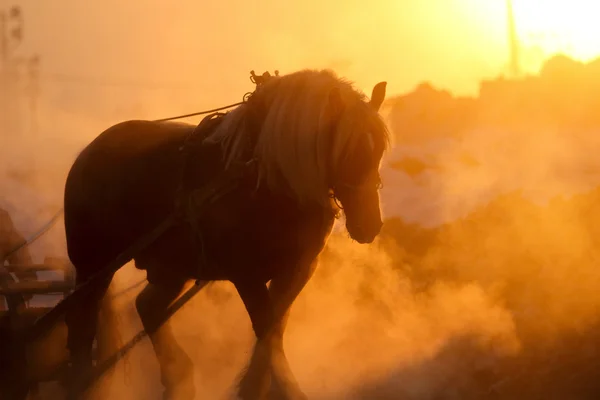 horse training in winter morning