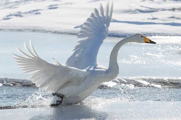 Cisne no inverno hokkaido — Fotografia de Stock
