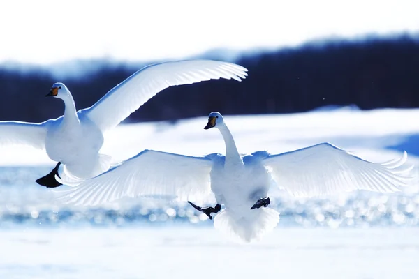 Cisne no inverno hokkaido — Fotografia de Stock