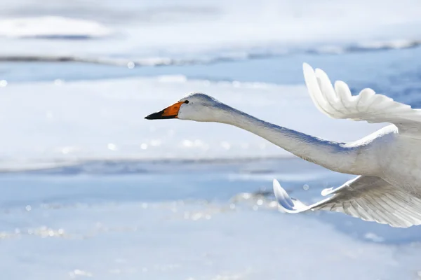 Cygne en hiver hokkaido — Photo